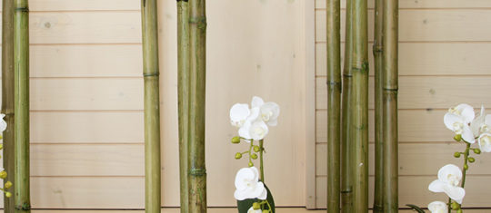 bambou decoratif